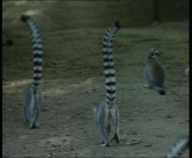 Ring tailed lemurs walking away from camera with tails held high