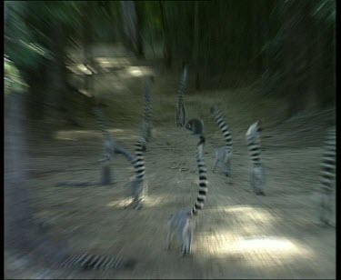 Ring tailed lemurs walking away from camera with tails held high. They scatter in fright.