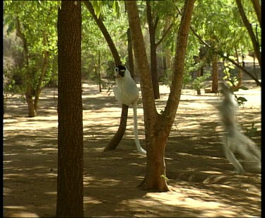 Sifaka hopping from one tree to the next with funny sideways gait.