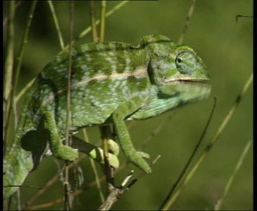 Chameleon slowly and tentatively walking from one fragile branch to another. Camouflaged by green colour.