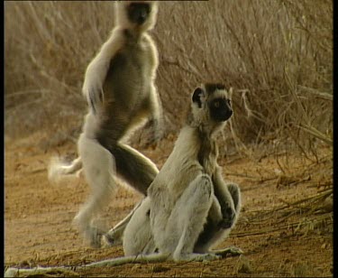Sifaka with baby on back hopping along ground with funny sideways gait.