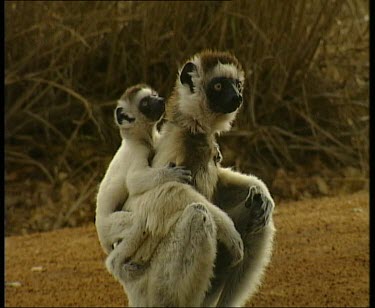 Sifaka sitting with baby on back, scratching. Baby climbs off then back on again. Adult hops along ground with funny sideways gait.