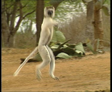 Sifaka with hopping along ground with funny sideways gait.