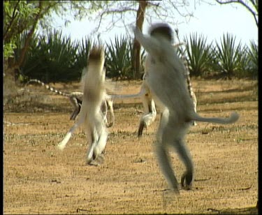 Sifaka hopping away from camera. Ring tailed lemurs in background.