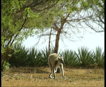 Sifaka sitting in background with heat haze. Ring tailed lemur walks towards camera.
