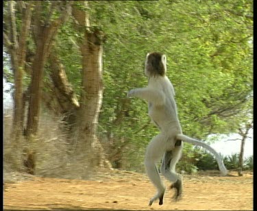 Sifaka hopping away from camera and sitting down