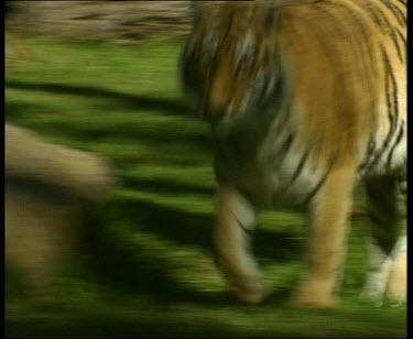 tiger trotting towards camera