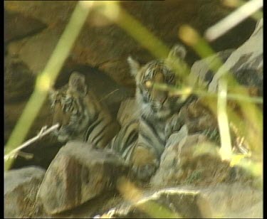 Two tigers in mouth of cave, looking out towards camera