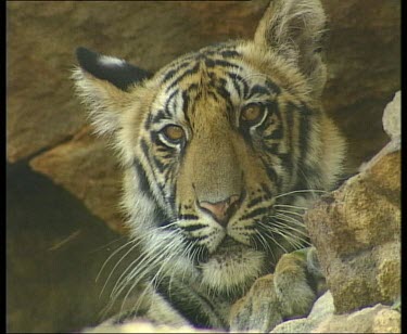 Sumatran tiger looking to camera