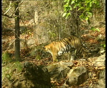 Tiger walking through forest