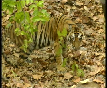 Tiger drags half eaten carcass of animal.