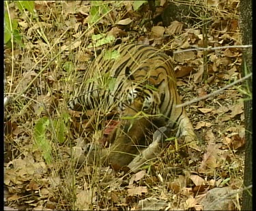 Tiger feeding on animal carcass