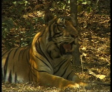 Tiger lying on ground panting