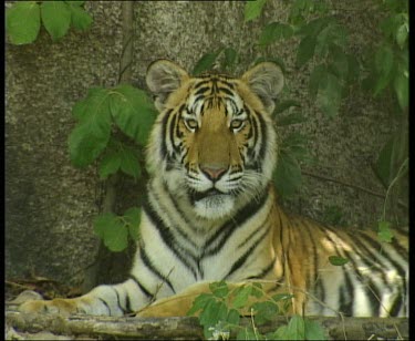 Tiger panting and looking to camera.