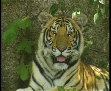 Tiger panting and looking to camera.