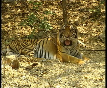 Tiger panting, resting
