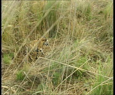 Tiger walking in long grass