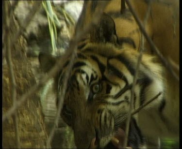 Tiger wading in water, beginning to stalk