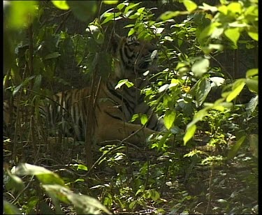 Tiger hidden behind green foliage, nice light. The tiger gets up and walks towards camera, looking at camera, crouches and lies down again.