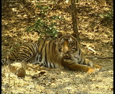 Tiger gets up and walks to camera