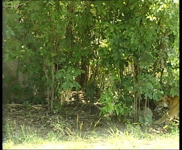 Tiger walks into clearing and lies down. Another tiger comes from behind and also lies down. They both look to camera.