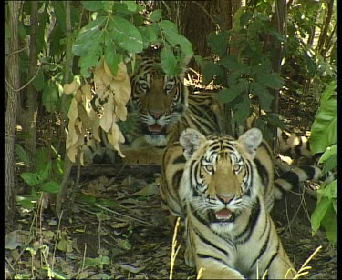 Tigers lying down, looking to camera. One gets up and threatens and growls. It walks towards camera and then away.