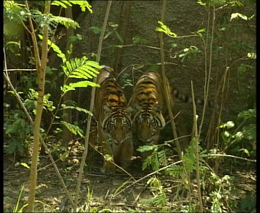 Two tigers walking towards camera threateningly. They sniff the ground and investigate smells.