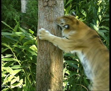 Tiger leaps up tree, climbs tree and looks up tree.