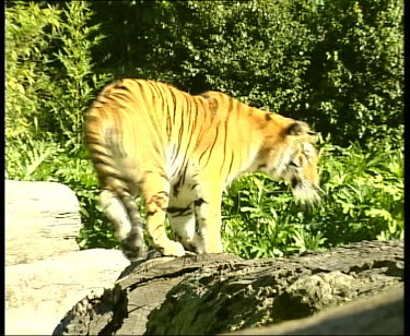 Tiger leaping towards camera, turns and leaps away.