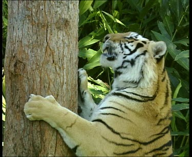 Tiger with front paws on tree