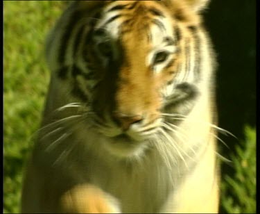 Tiger leaping towards camera