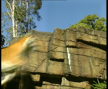 Tiger leaping across screen with rockface in background.