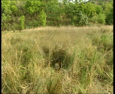 Tiger hidden in long grass feeding