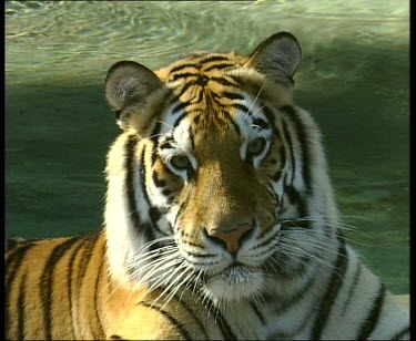 Tiger portrait water in background.