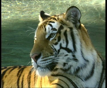 Tiger portrait water in background.