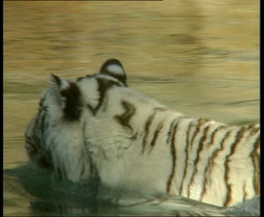 White Bengal tiger in background swimming, tiger in foreground yawning
