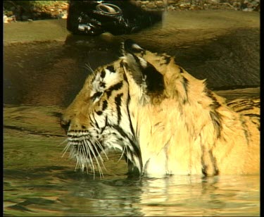 Tiger swimming, ducks head under water and shakes off excess water