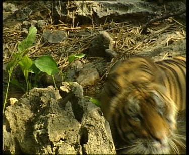 Tiger swimming, gets out of water and bounds up bank