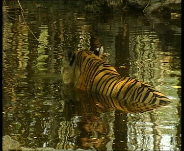 Tiger swimming with only head above water