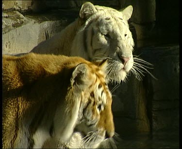 White Bengal tiger with normal pigment colour tiger standing next to water