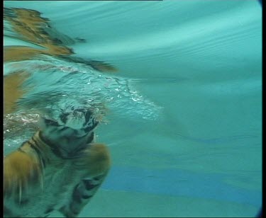 Underwater tiger swimming