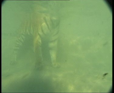 Underwater tiger walking and standing.