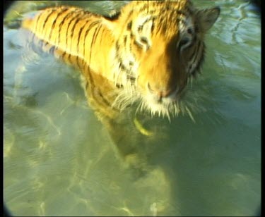 Tiger standing in water, head above water. Matching topside shot.