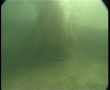 Underwater Tiger swimming in water, ducks head down to catch something.