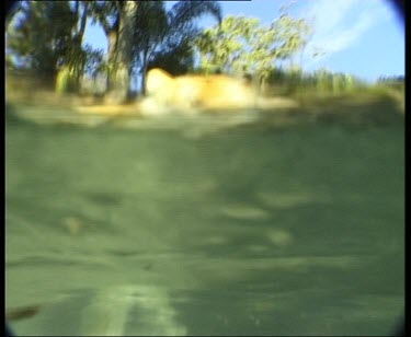 Underwater tiger paws standing. Tiger swipes at camera