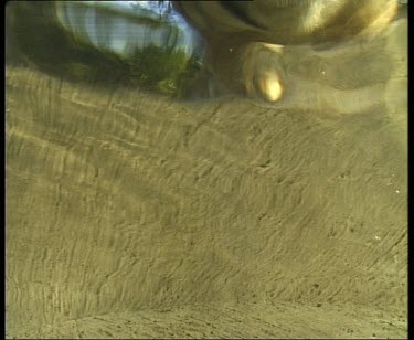 Underwater shot from below, tiger drinking matches topside shot.