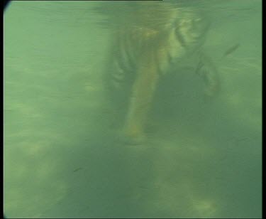 CM0035-GTV-0014621 Underwater tiger walking