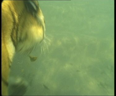 Underwater shot from below, tiger head above water