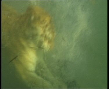 tigers splashing and playing in water