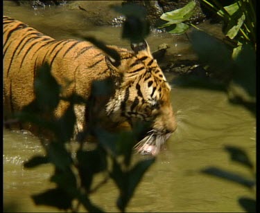 Tiger in water feeding